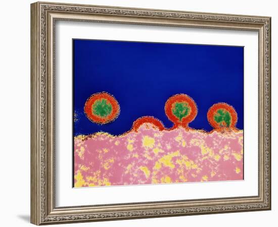 Coloured TEM of HIV Viruses Budding From a T-cell-NIBSC-Framed Photographic Print