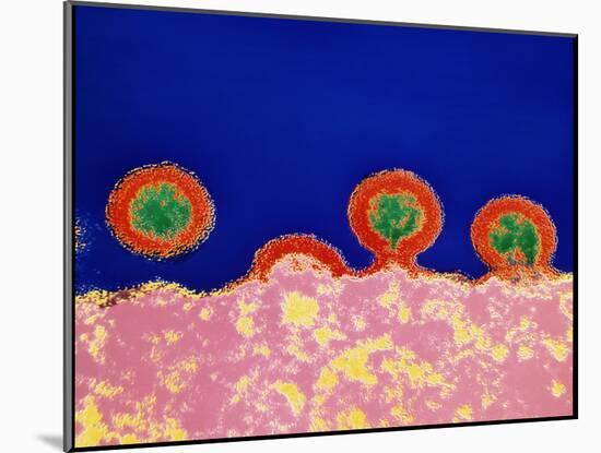 Coloured TEM of HIV Viruses Budding From a T-cell-NIBSC-Mounted Photographic Print