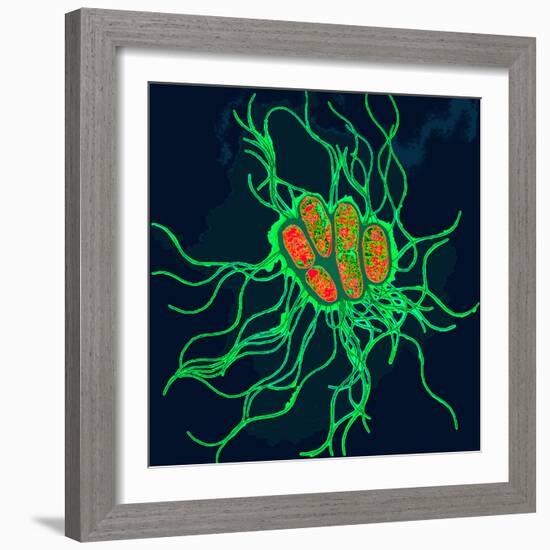 Coloured TEM of Salmonella Bacteria-Dr. Linda Stannard-Framed Premium Photographic Print