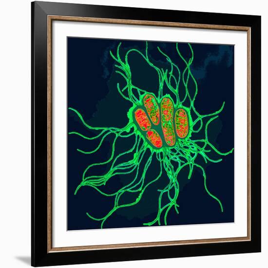 Coloured TEM of Salmonella Bacteria-Dr. Linda Stannard-Framed Photographic Print