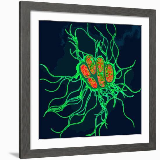 Coloured TEM of Salmonella Bacteria-Dr. Linda Stannard-Framed Photographic Print