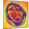 Coloured TEM of the Measles Virus (morbilli-virus)-PASIEKA-Mounted Premium Photographic Print