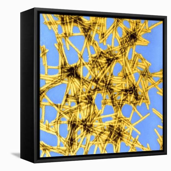 Coloured TEM of Tobacco Mosaic Virus-Dr. Jeremy Burgess-Framed Premier Image Canvas