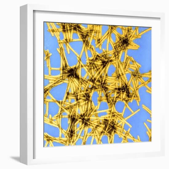 Coloured TEM of Tobacco Mosaic Virus-Dr. Jeremy Burgess-Framed Premium Photographic Print