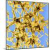 Coloured TEM of Tobacco Mosaic Virus-Dr. Jeremy Burgess-Mounted Premium Photographic Print