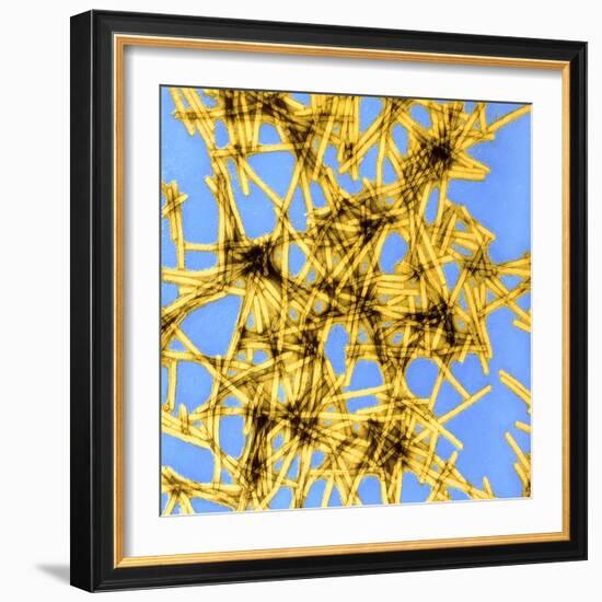 Coloured TEM of Tobacco Mosaic Virus-Dr. Jeremy Burgess-Framed Premium Photographic Print