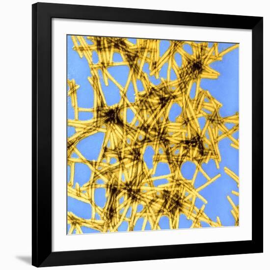 Coloured TEM of Tobacco Mosaic Virus-Dr. Jeremy Burgess-Framed Photographic Print