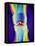 Coloured X-ray of a Human Knee Joint-Mehau Kulyk-Framed Premier Image Canvas