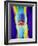 Coloured X-ray of a Human Knee Joint-Mehau Kulyk-Framed Photographic Print