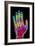 Coloured X-ray of the Healthy Hand of a Man-Mehau Kulyk-Framed Photographic Print