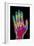 Coloured X-ray of the Healthy Hand of a Man-Mehau Kulyk-Framed Photographic Print