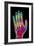 Coloured X-ray of the Healthy Hand of a Man-Mehau Kulyk-Framed Photographic Print