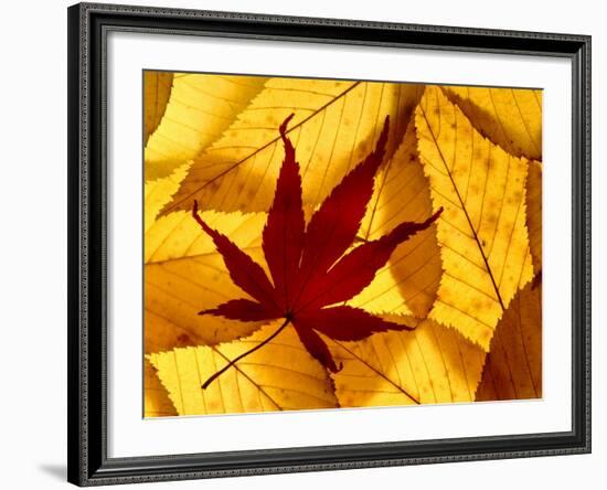 Colourful Autumnal Leaves Backlit, Cornwall, UK-Ross Hoddinott-Framed Photographic Print