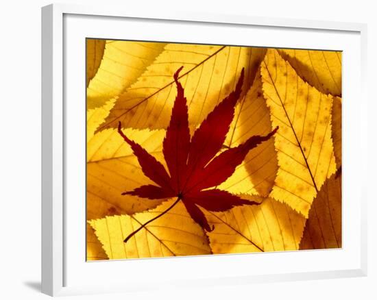 Colourful Autumnal Leaves Backlit, Cornwall, UK-Ross Hoddinott-Framed Photographic Print