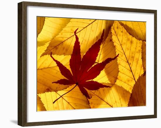 Colourful Autumnal Leaves Backlit, Cornwall, UK-Ross Hoddinott-Framed Photographic Print