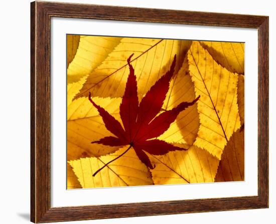 Colourful Autumnal Leaves Backlit, Cornwall, UK-Ross Hoddinott-Framed Photographic Print