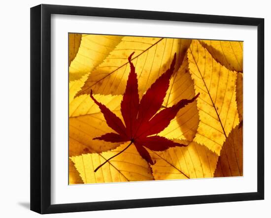 Colourful Autumnal Leaves Backlit, Cornwall, UK-Ross Hoddinott-Framed Photographic Print
