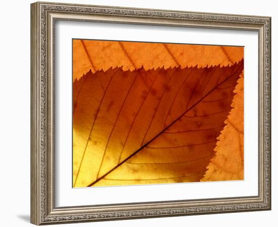 Colourful Autumnal Leaves Backlit, Cornwall, UK-Ross Hoddinott-Framed Photographic Print