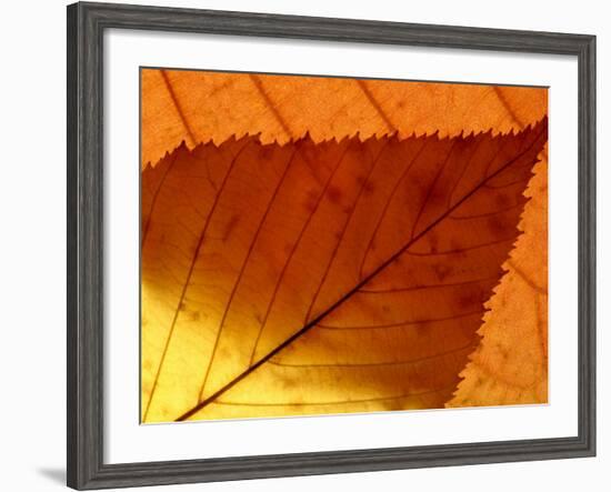 Colourful Autumnal Leaves Backlit, Cornwall, UK-Ross Hoddinott-Framed Photographic Print