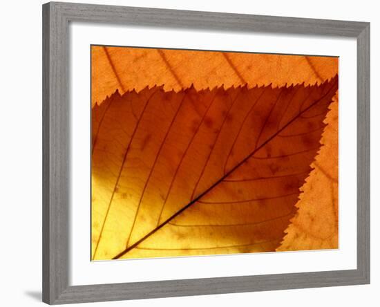 Colourful Autumnal Leaves Backlit, Cornwall, UK-Ross Hoddinott-Framed Photographic Print