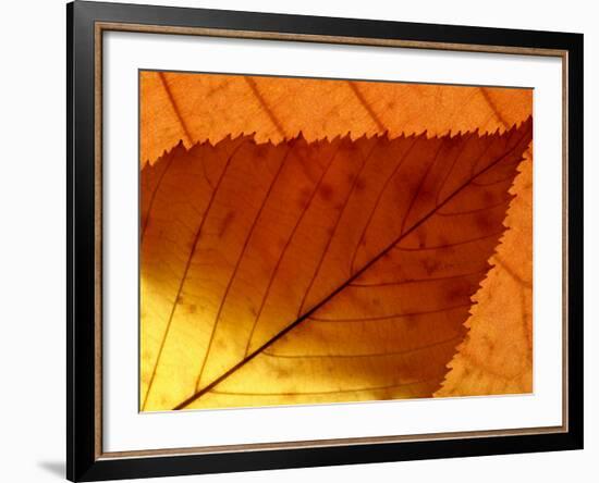 Colourful Autumnal Leaves Backlit, Cornwall, UK-Ross Hoddinott-Framed Photographic Print