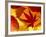 Colourful Autumnal Leaves Backlit, Cornwall, UK-Ross Hoddinott-Framed Photographic Print