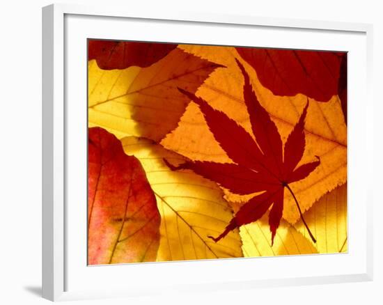 Colourful Autumnal Leaves Backlit, Cornwall, UK-Ross Hoddinott-Framed Photographic Print