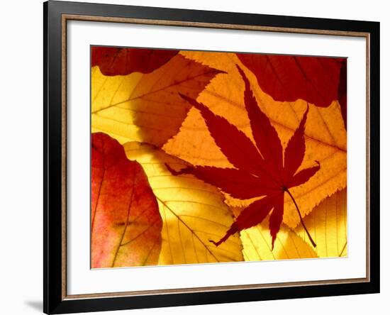 Colourful Autumnal Leaves Backlit, Cornwall, UK-Ross Hoddinott-Framed Photographic Print