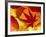 Colourful Autumnal Leaves Backlit, Cornwall, UK-Ross Hoddinott-Framed Photographic Print