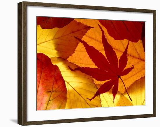 Colourful Autumnal Leaves Backlit, Cornwall, UK-Ross Hoddinott-Framed Photographic Print