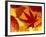 Colourful Autumnal Leaves Backlit, Cornwall, UK-Ross Hoddinott-Framed Photographic Print