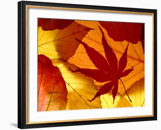 Colourful Autumnal Leaves Backlit, Cornwall, UK-Ross Hoddinott-Framed Photographic Print