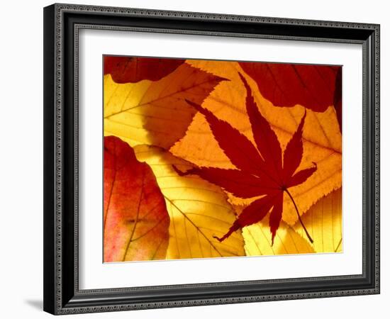 Colourful Autumnal Leaves Backlit, Cornwall, UK-Ross Hoddinott-Framed Photographic Print