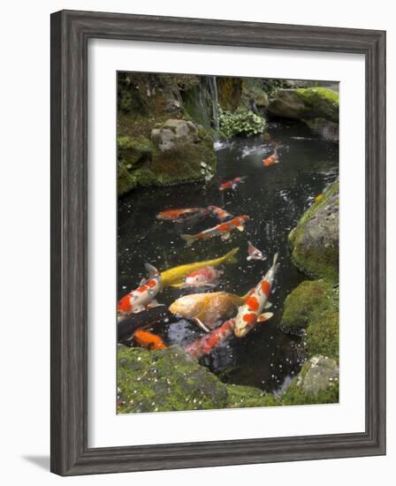 Colourful Carp in Typical Japanese Garden Pond, Higashiyama, Kyoto, Kansai, Honshu, Japan-Simanor Eitan-Framed Photographic Print