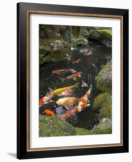 Colourful Carp in Typical Japanese Garden Pond, Higashiyama, Kyoto, Kansai, Honshu, Japan-Simanor Eitan-Framed Photographic Print