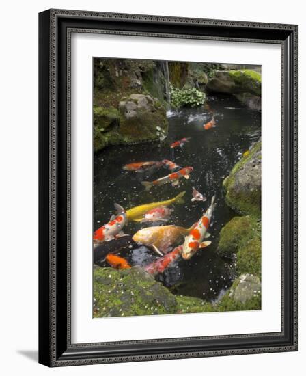 Colourful Carp in Typical Japanese Garden Pond, Higashiyama, Kyoto, Kansai, Honshu, Japan-Simanor Eitan-Framed Photographic Print