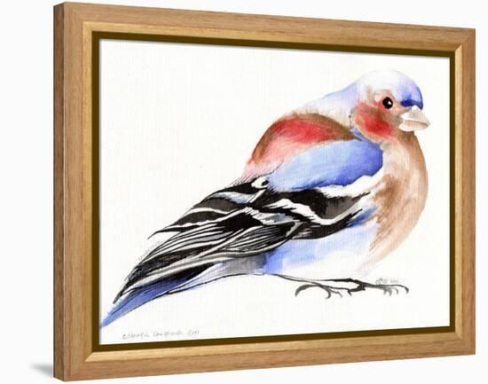 Colourful Chaffinch, 2011-Nancy Moniz-Framed Premier Image Canvas