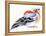 Colourful Chaffinch, 2011-Nancy Moniz-Framed Premier Image Canvas