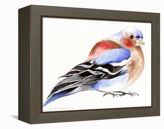 Colourful Chaffinch, 2011-Nancy Moniz-Framed Premier Image Canvas