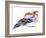 Colourful Chaffinch, 2011-Nancy Moniz-Framed Giclee Print