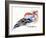 Colourful Chaffinch, 2011-Nancy Moniz-Framed Giclee Print