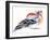 Colourful Chaffinch, 2011-Nancy Moniz-Framed Giclee Print