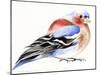 Colourful Chaffinch, 2011-Nancy Moniz-Mounted Giclee Print