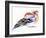 Colourful Chaffinch, 2011-Nancy Moniz-Framed Giclee Print