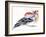 Colourful Chaffinch, 2011-Nancy Moniz-Framed Giclee Print