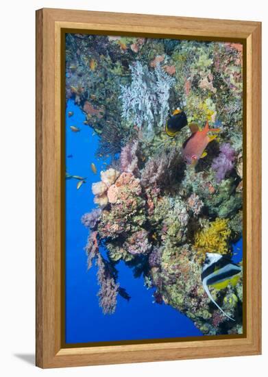 Colourful, Coral Covered Reef Wall at Osprey Reef, Longfin Banner Fish (Heniochus Acuminatus)-Louise Murray-Framed Premier Image Canvas