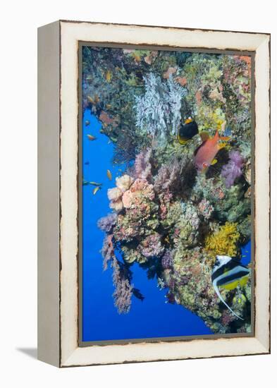Colourful, Coral Covered Reef Wall at Osprey Reef, Longfin Banner Fish (Heniochus Acuminatus)-Louise Murray-Framed Premier Image Canvas
