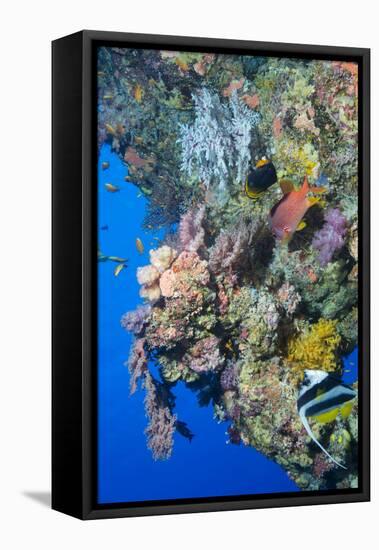 Colourful, Coral Covered Reef Wall at Osprey Reef, Longfin Banner Fish (Heniochus Acuminatus)-Louise Murray-Framed Premier Image Canvas