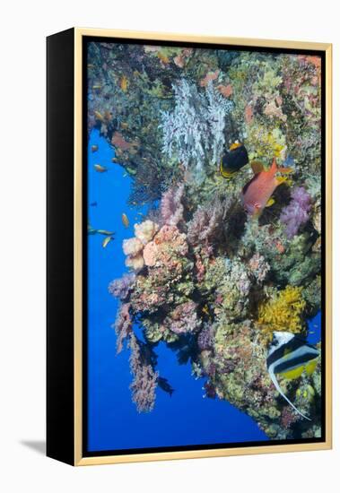 Colourful, Coral Covered Reef Wall at Osprey Reef, Longfin Banner Fish (Heniochus Acuminatus)-Louise Murray-Framed Premier Image Canvas