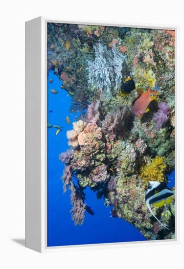 Colourful, Coral Covered Reef Wall at Osprey Reef, Longfin Banner Fish (Heniochus Acuminatus)-Louise Murray-Framed Premier Image Canvas